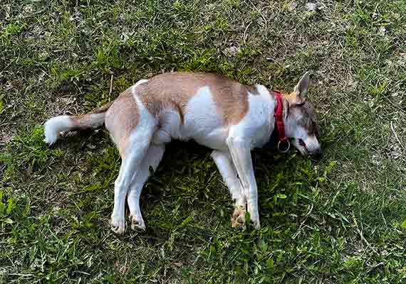 Найдена мёртвая собака