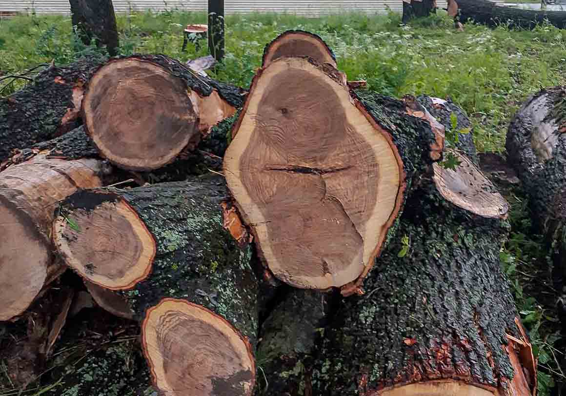 Вырубка деревьев ценных пород