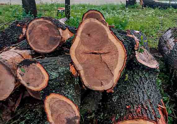 Вырубка деревьев ценных пород
