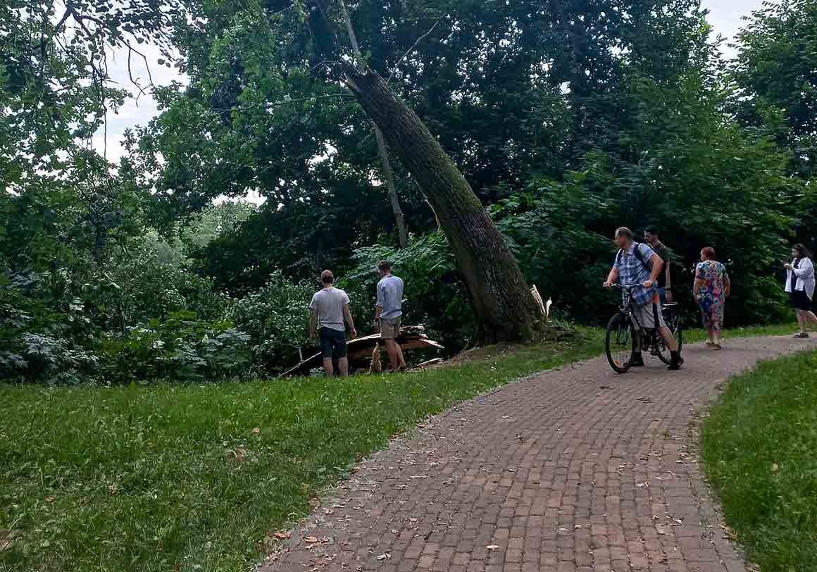 В парке сломалось дерево