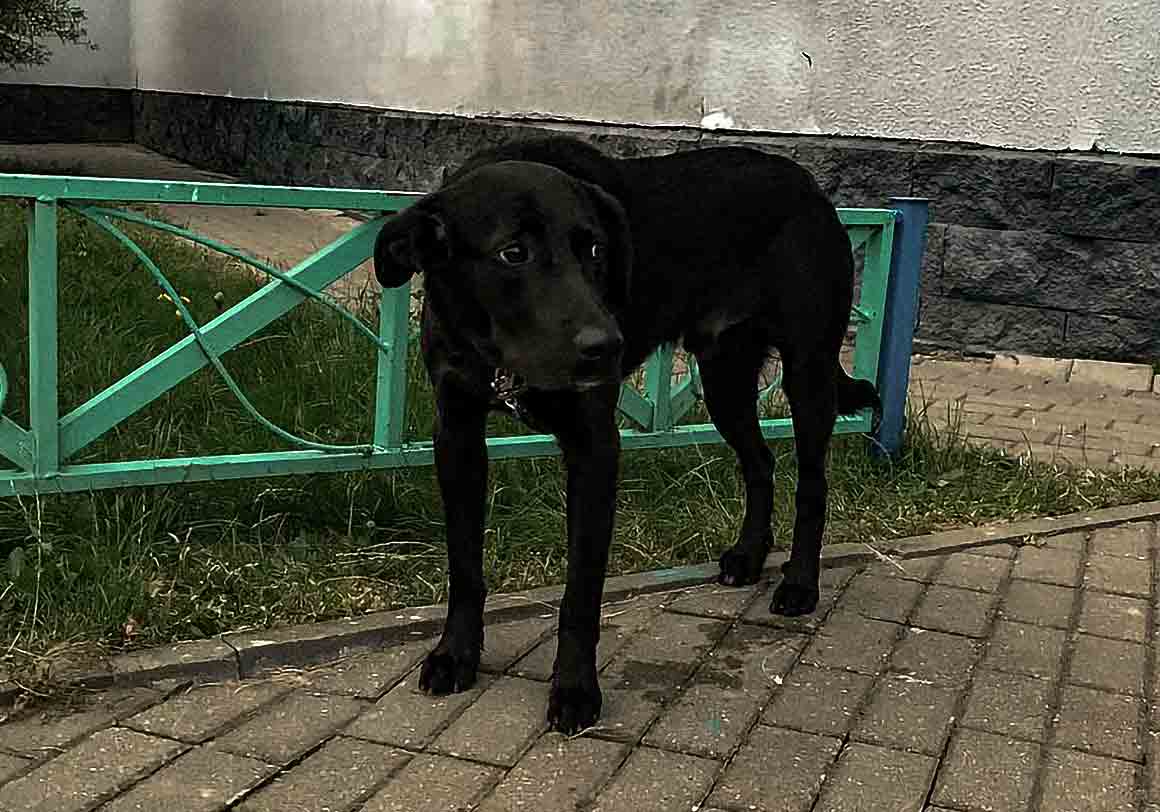 Оставлена собака у Евроопта