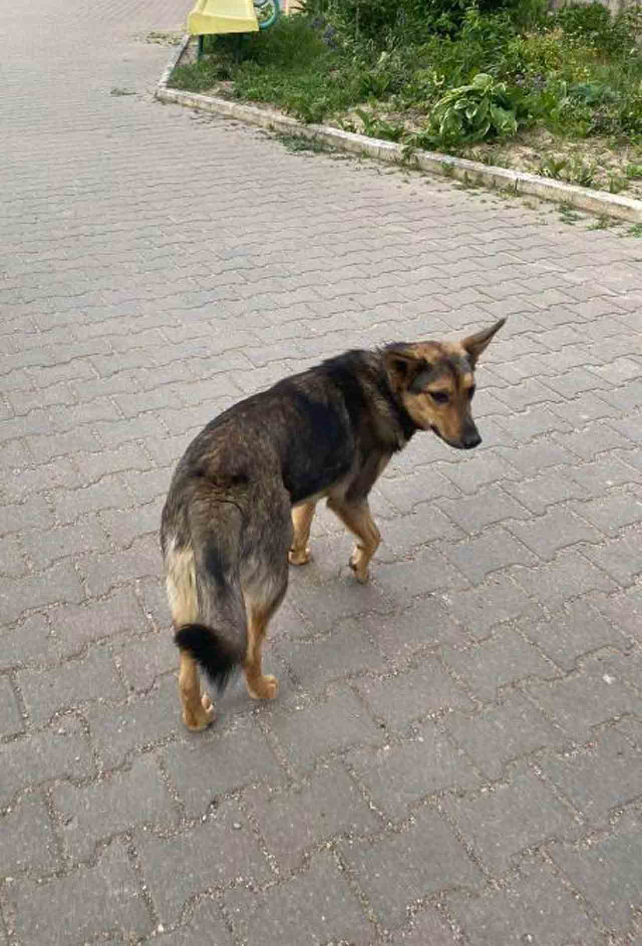Нашли собаку на улице Янки Лучины