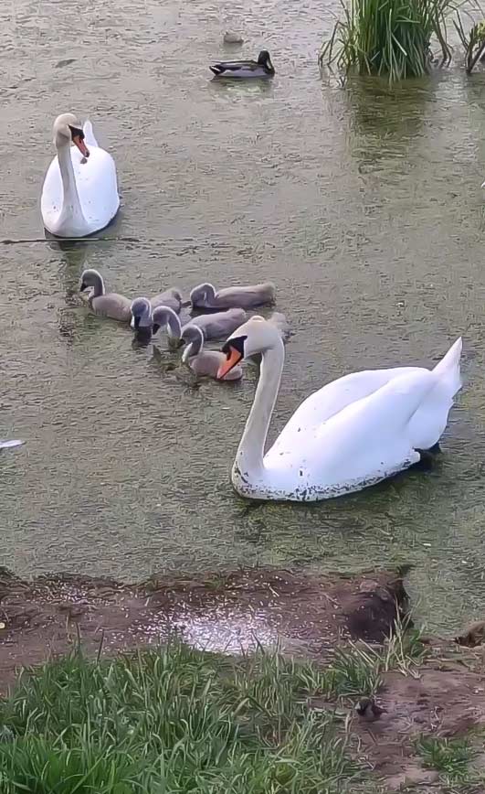 Лебеди в Лошицком парке